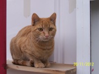 /album/algunos-de-nuestros-gatos-para-apadrinar/suso-100-5510-1-jpg/